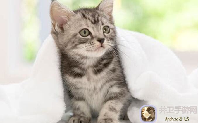 猫之城新年活动角色怎么选？卡池抽取攻略90%亲测有效!